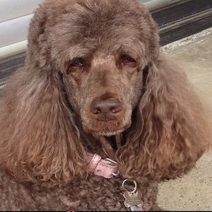 Meet your Posher, Bells